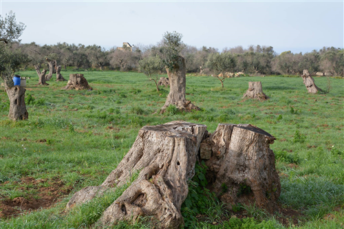 Xylella - Misure obbligatorie per la lotta al vettore su tutto il territorio regionale